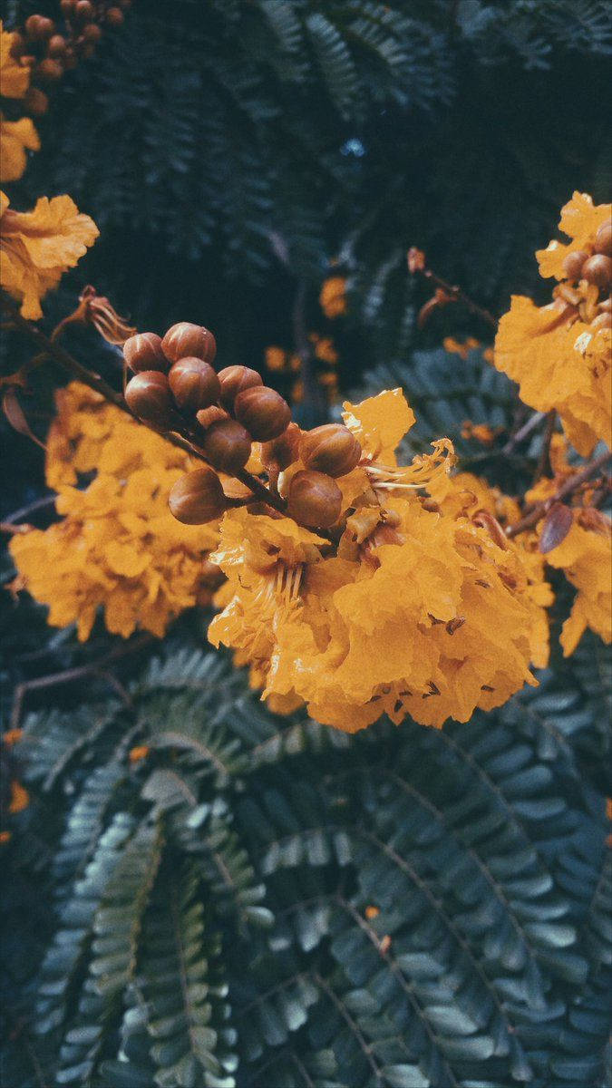 Download Yellow Autumn Flowers Vsco Cover Wallpaper
