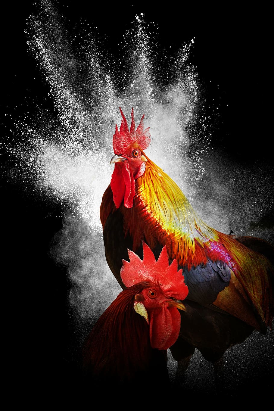 Red Chicken Wallpaper