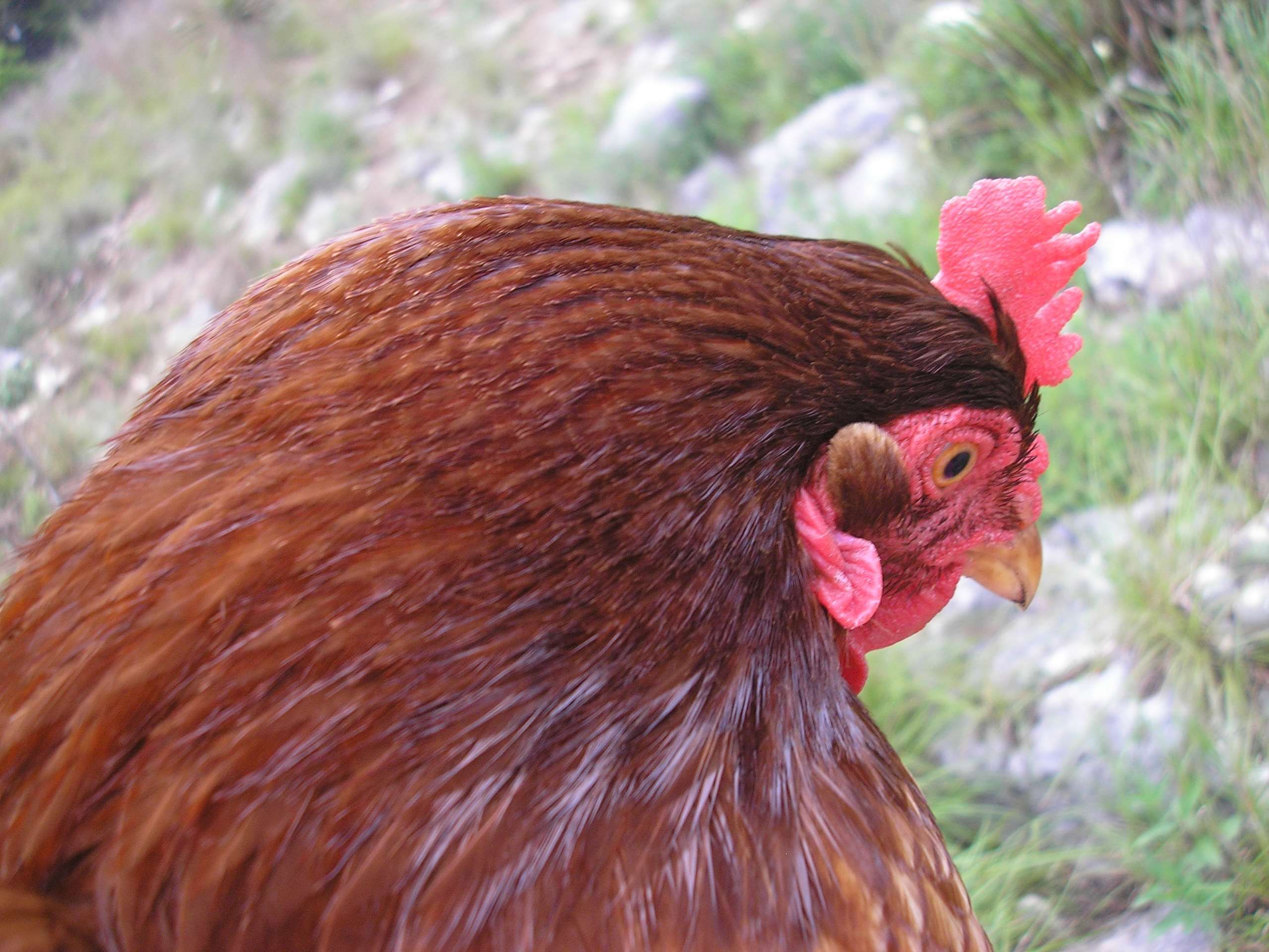 animal #bird #burnt orange #chicken #chicken feathers #close up #domestic fowl #eggs #farm #feathers #fowl #hen #red hen #yar. Fowl, Chicken wallpaper, Farm eggs