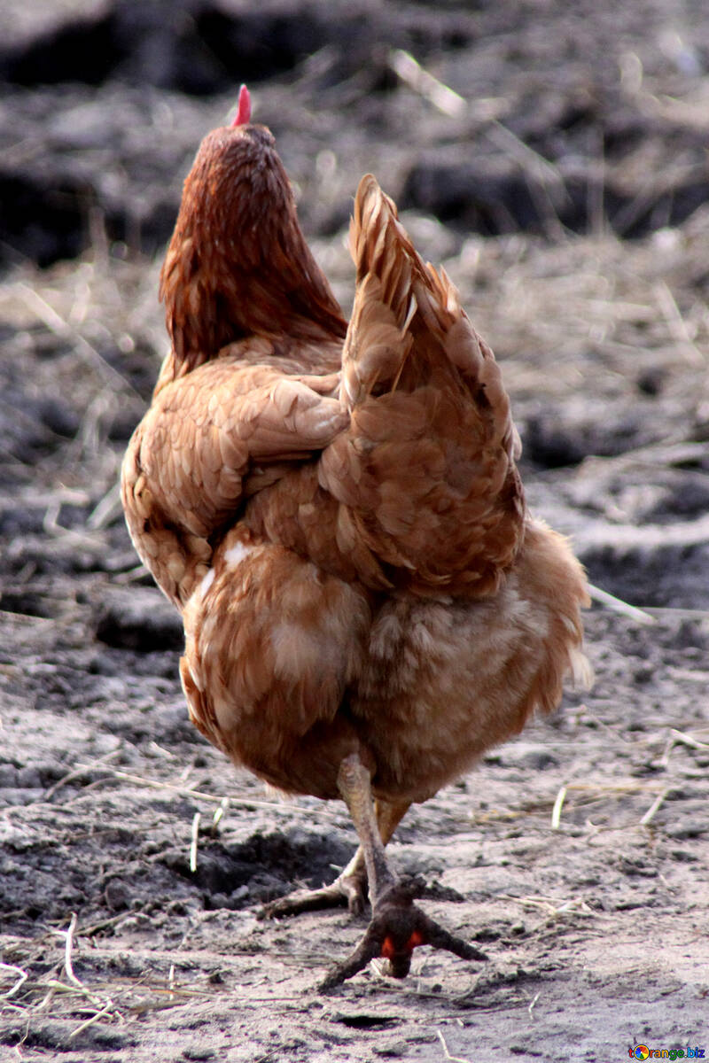 Chicken Image Red Hen An Important Step Image Bird № 1184. Torange.biz Free Pics On Cc By License