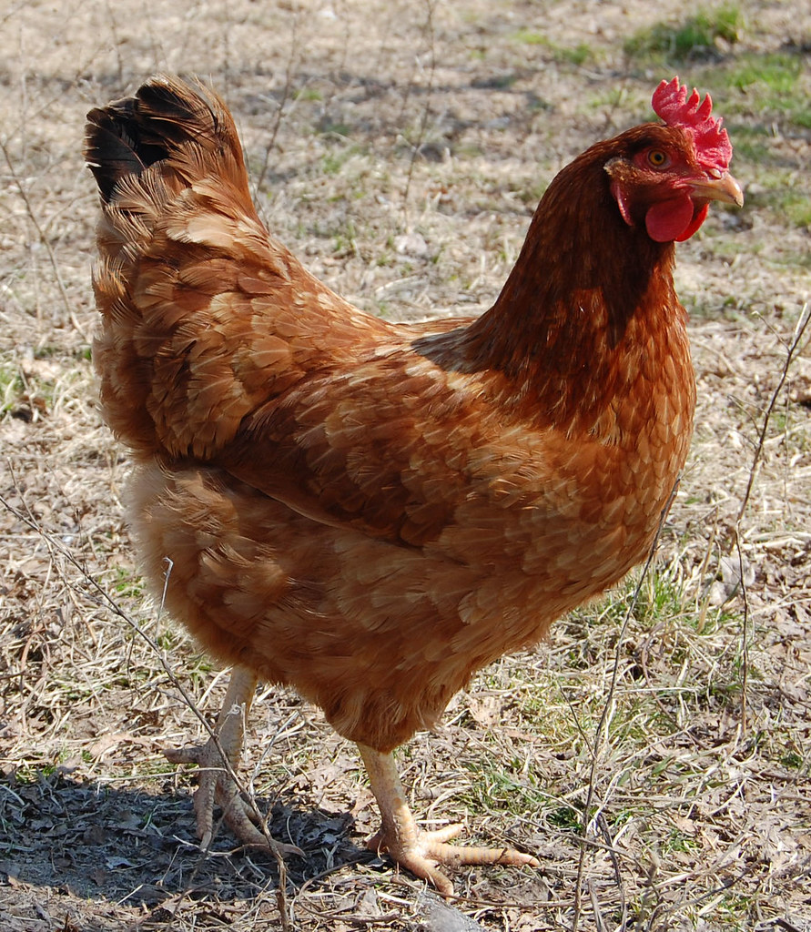 Rhode Island Red hen