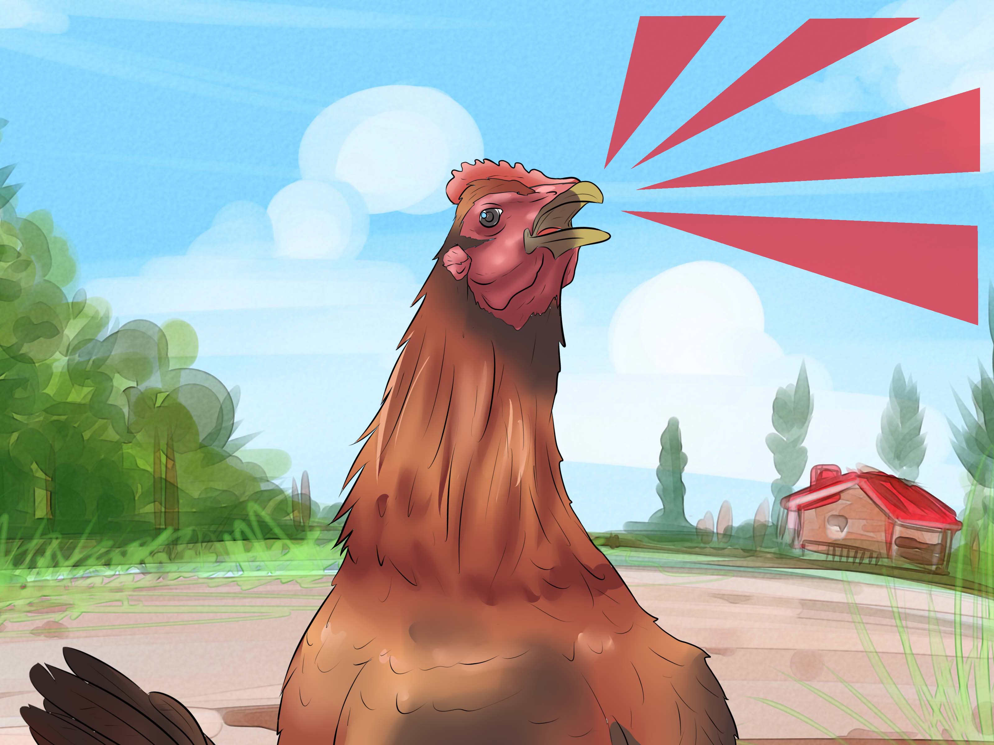 Ways to Sex Rhode Island Red Chicks