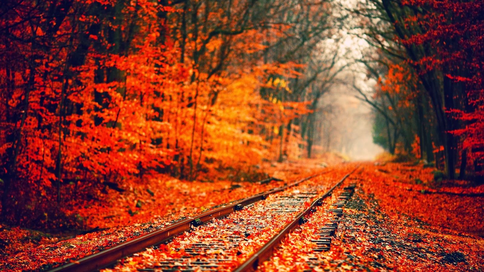 Fall time on the train tracks. Fall wallpaper, Autumn leaves wallpaper, Fall background