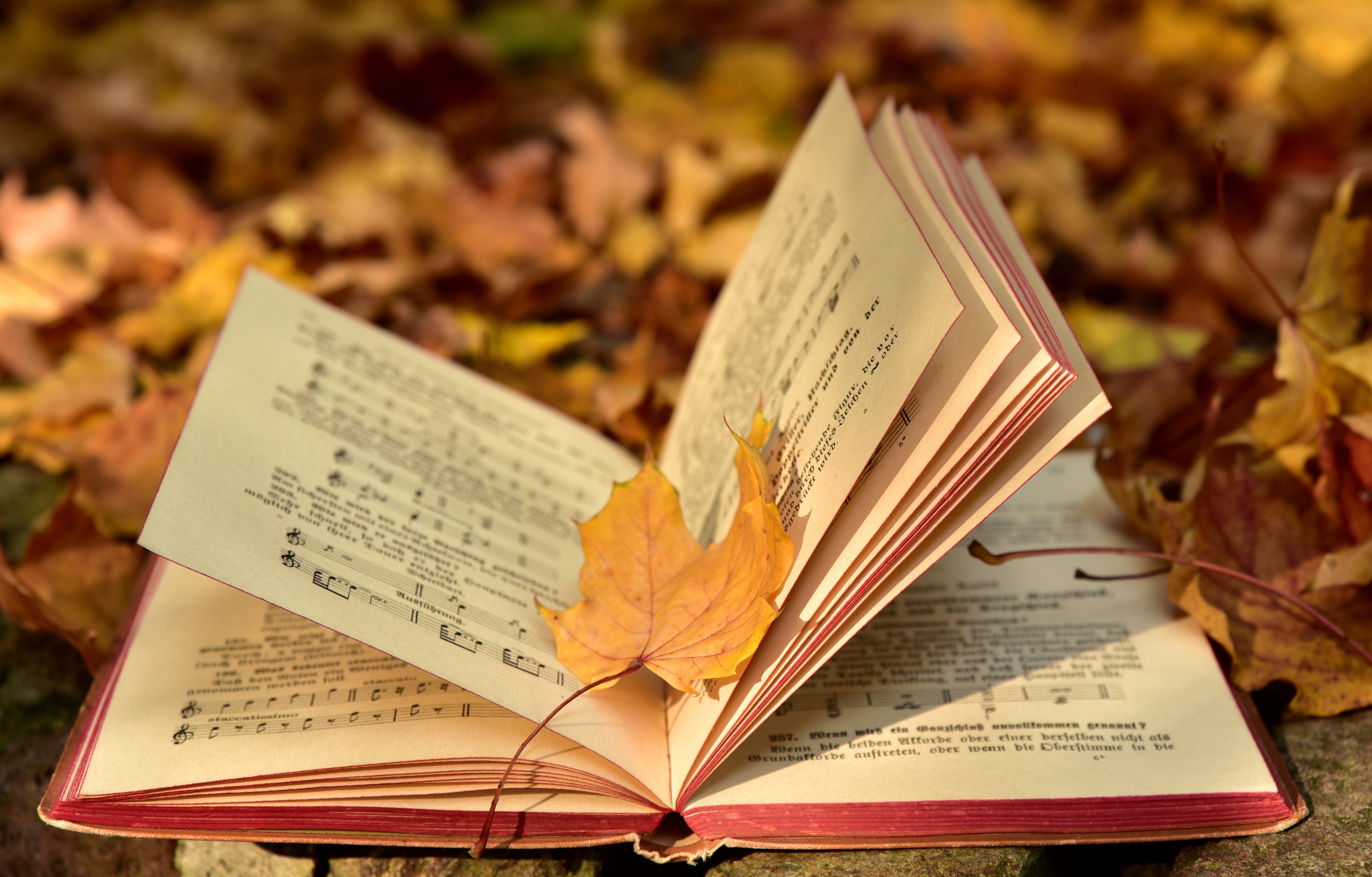 Book with notes on the ground with fallen leaves Desktop wallpaper 1400x1050
