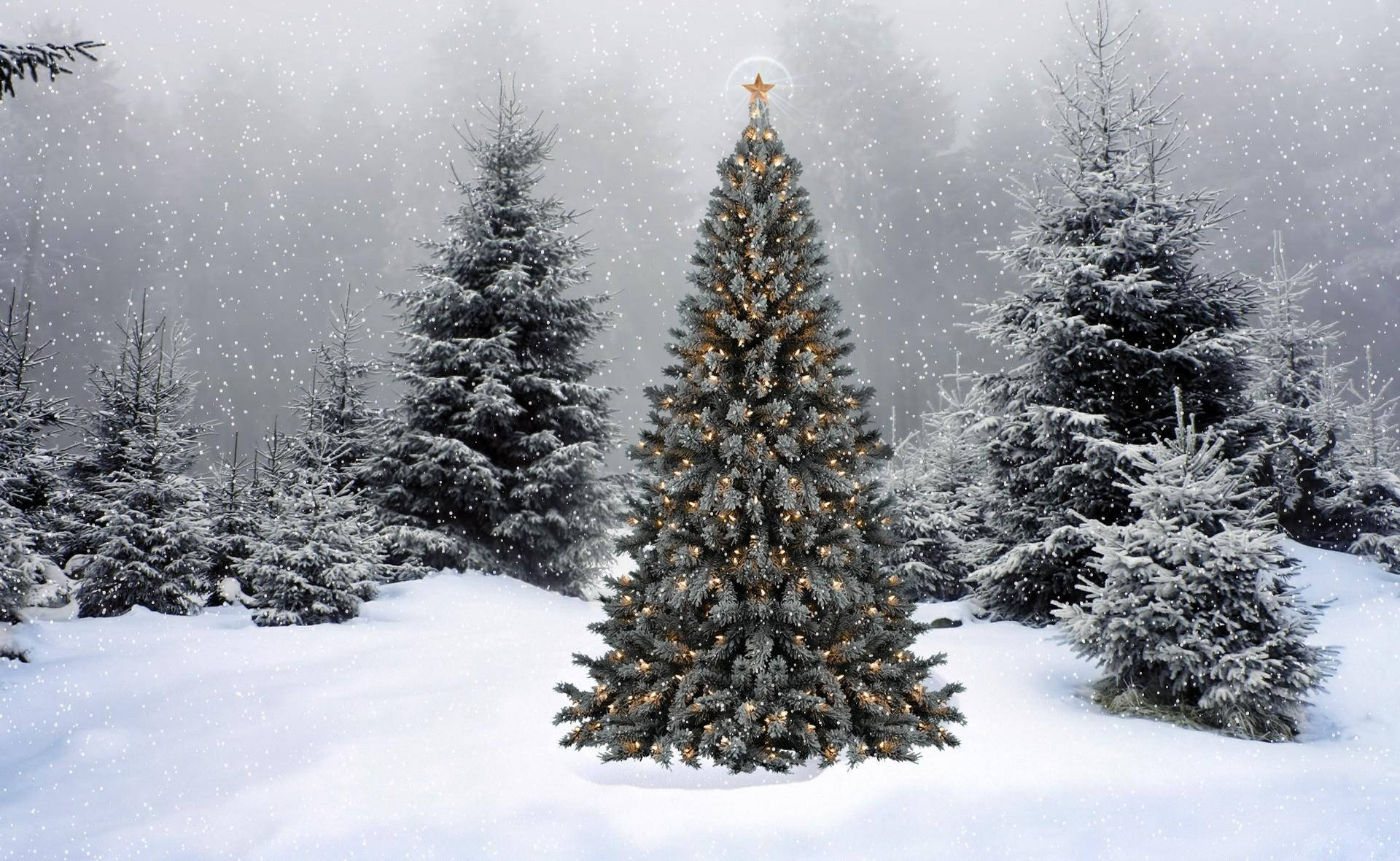 Download Winter Christmas Tree Wallpaper