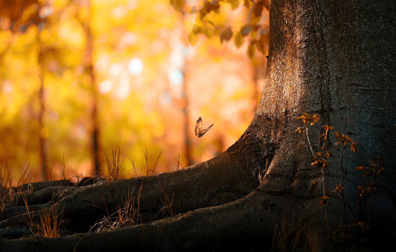Wallpaper autumn, leaves, tree, butterfly image for desktop, section природа
