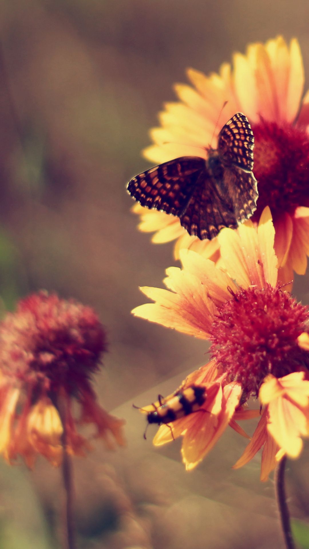 Autumn Butterfly Wallpapers - Wallpaper Cave