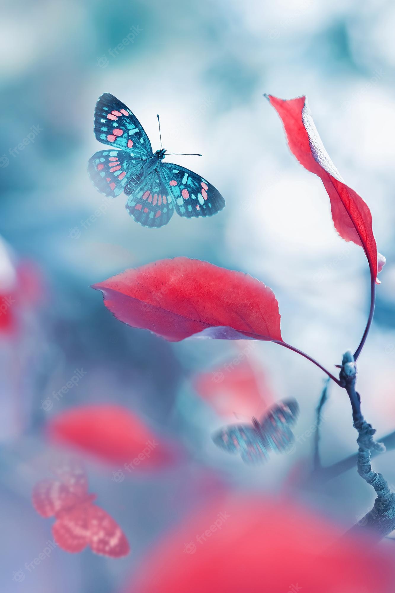 Autumn Butterfly Wallpapers - Wallpaper Cave