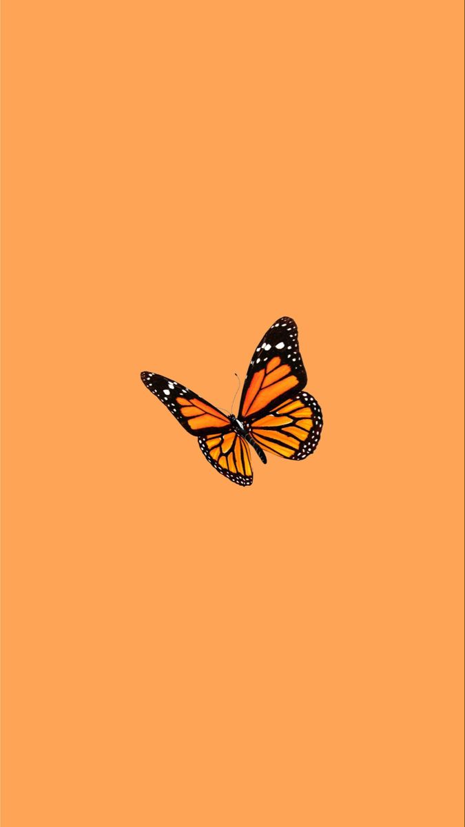Orange Butterfly Wallpaper. Orange aesthetic, Orange wallpaper, Orange butterflies aesthetic