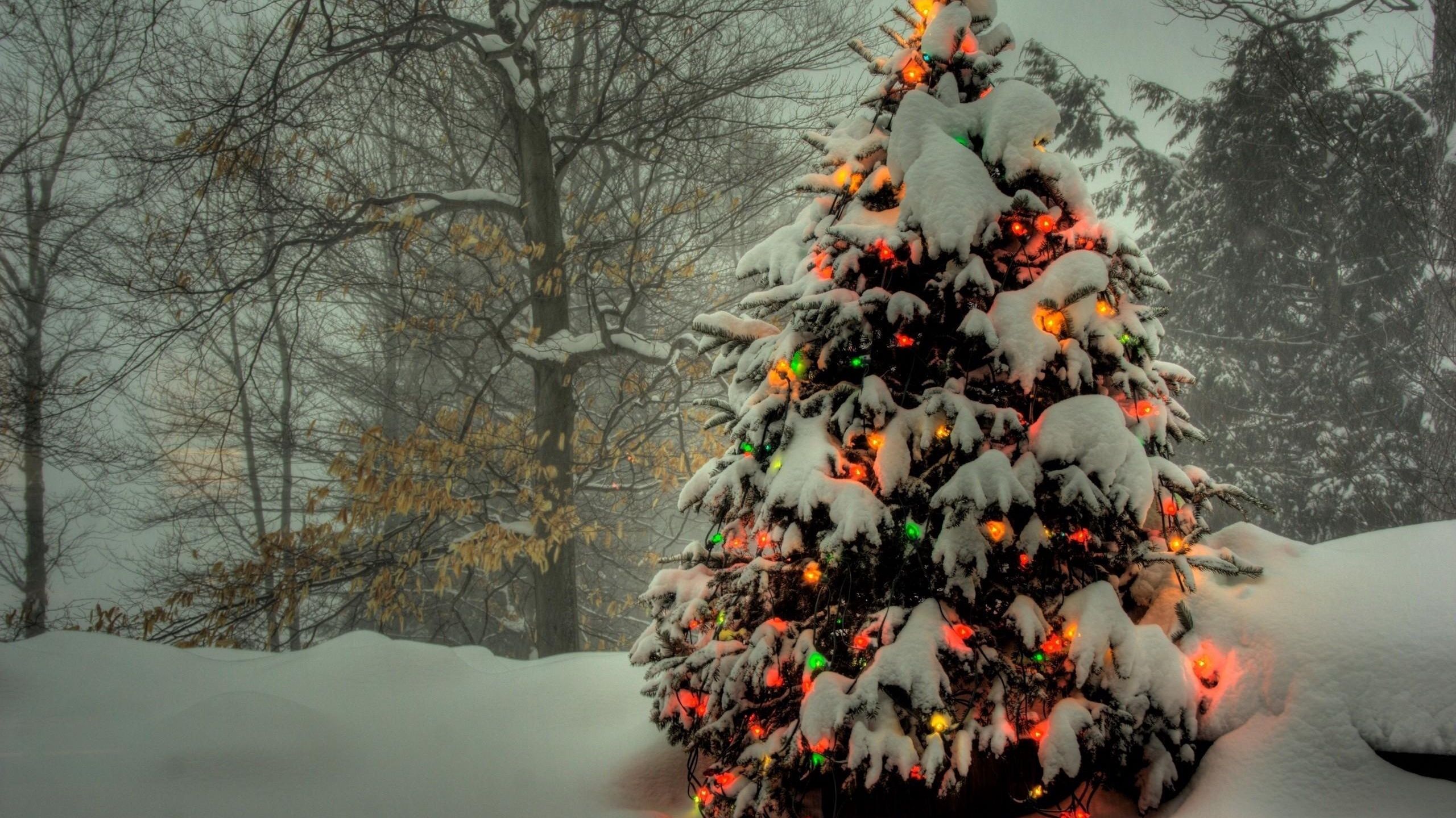 Download wallpaper 2560x1440 tree, garland, new year, christmas, trees, snow, winter, holiday widescreen 16:9 HD background