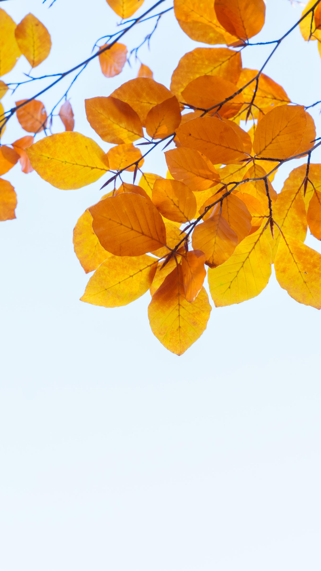 Beautiful Fall Wallpaper Download. Fall wallpaper, iPhone wallpaper fall, Fall background iphone