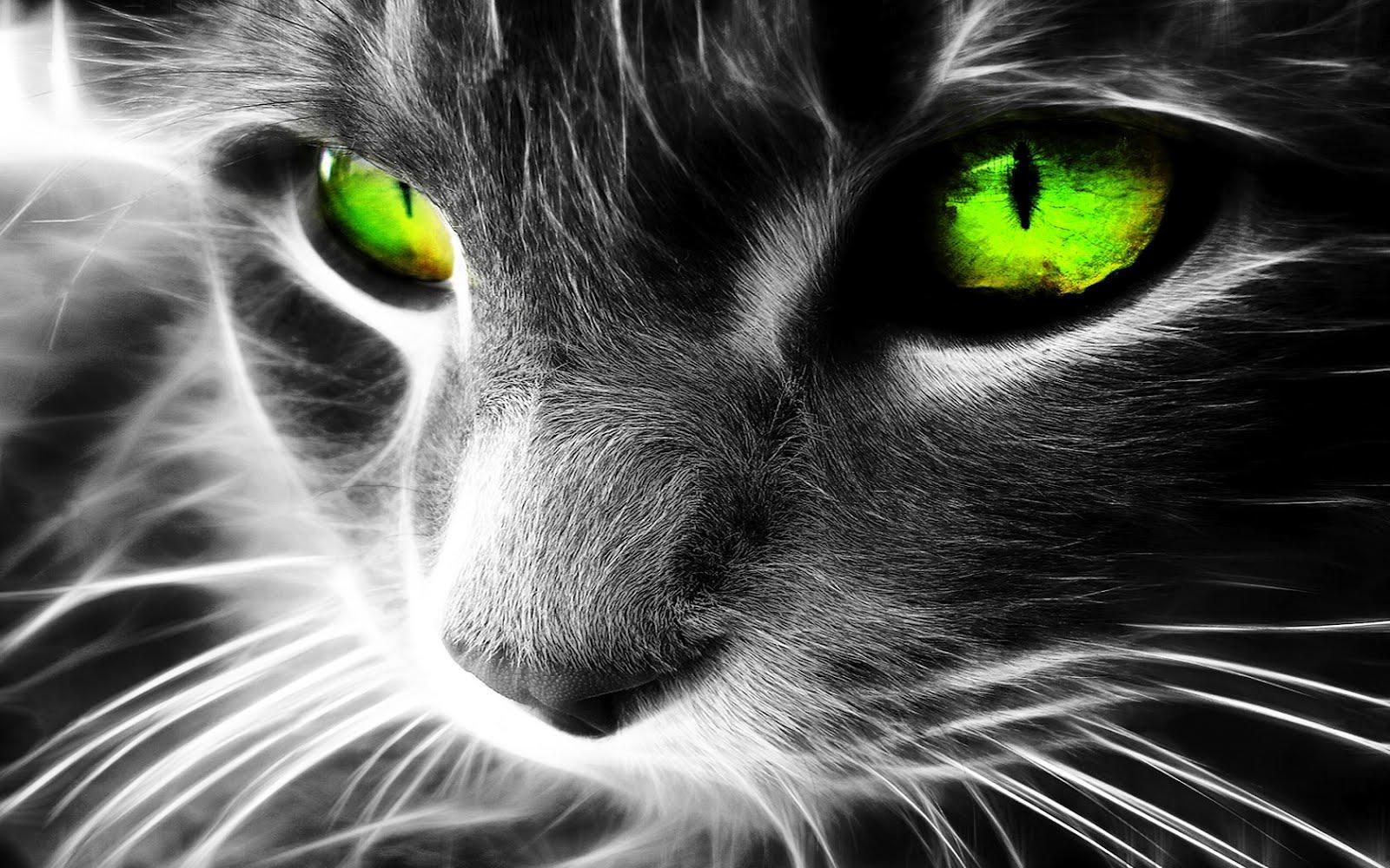 Green Cat Wallpaper