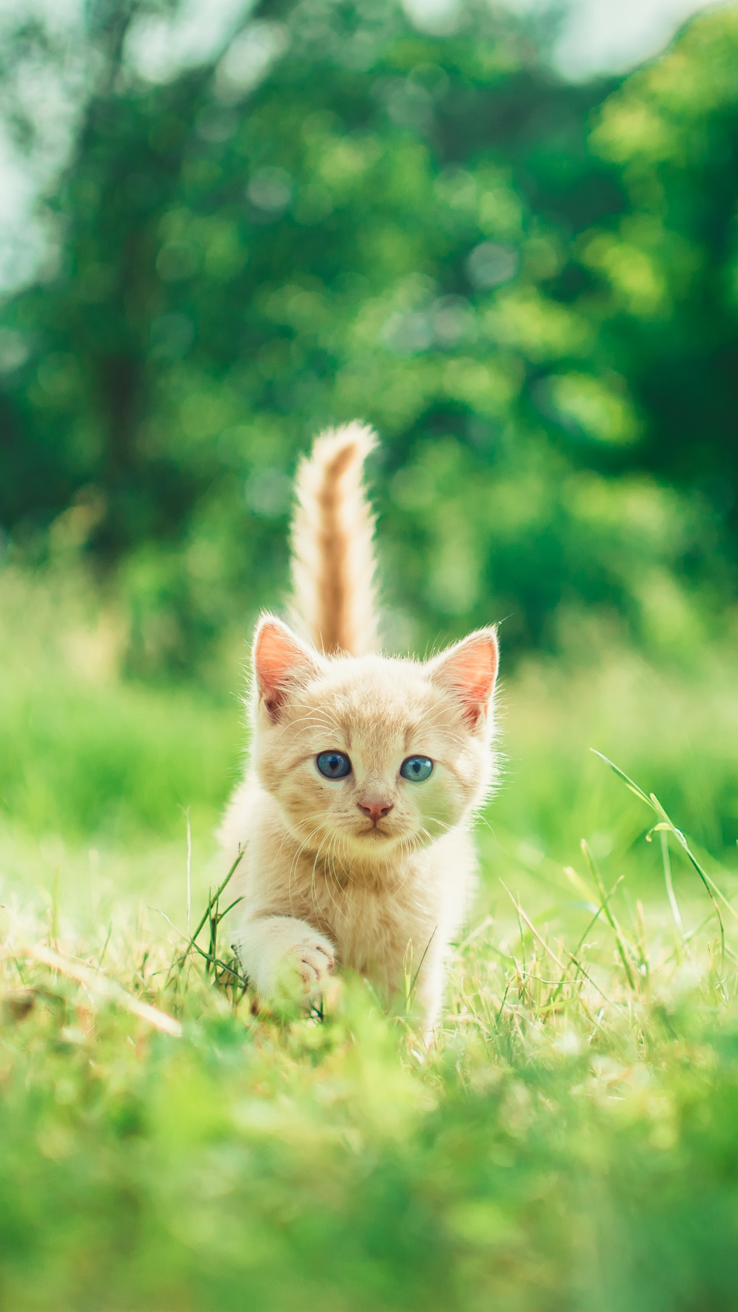 Kitten Wallpaper 4K, Cute, Green Grass, Bokeh, Baby cat, Animals