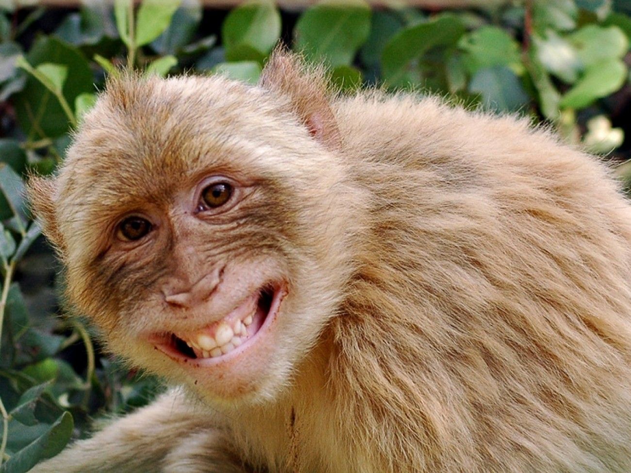 animals with a contagious smile in HD. Monkeys funny, Laughing animals, Funny monkey memes