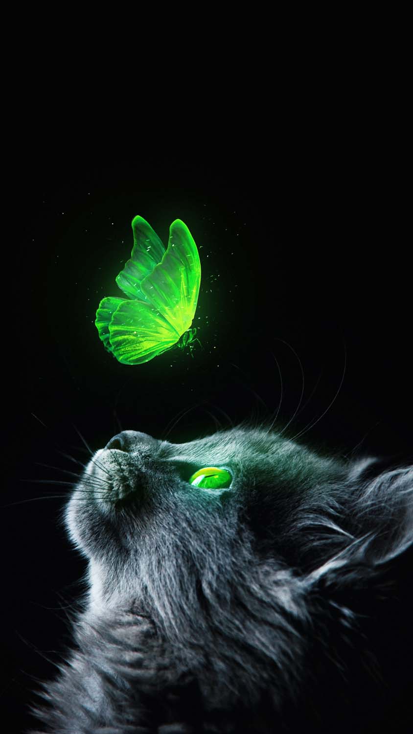 Green Cat IPhone Wallpaper HD Wallpaper, iPhone Wallpaper