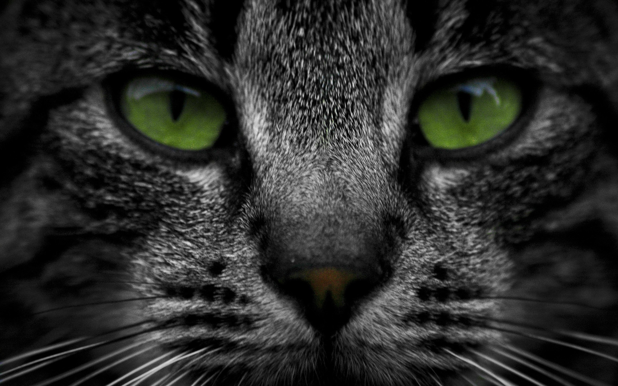 cat, Green, Eyes Wallpaper HD / Desktop and Mobile Background