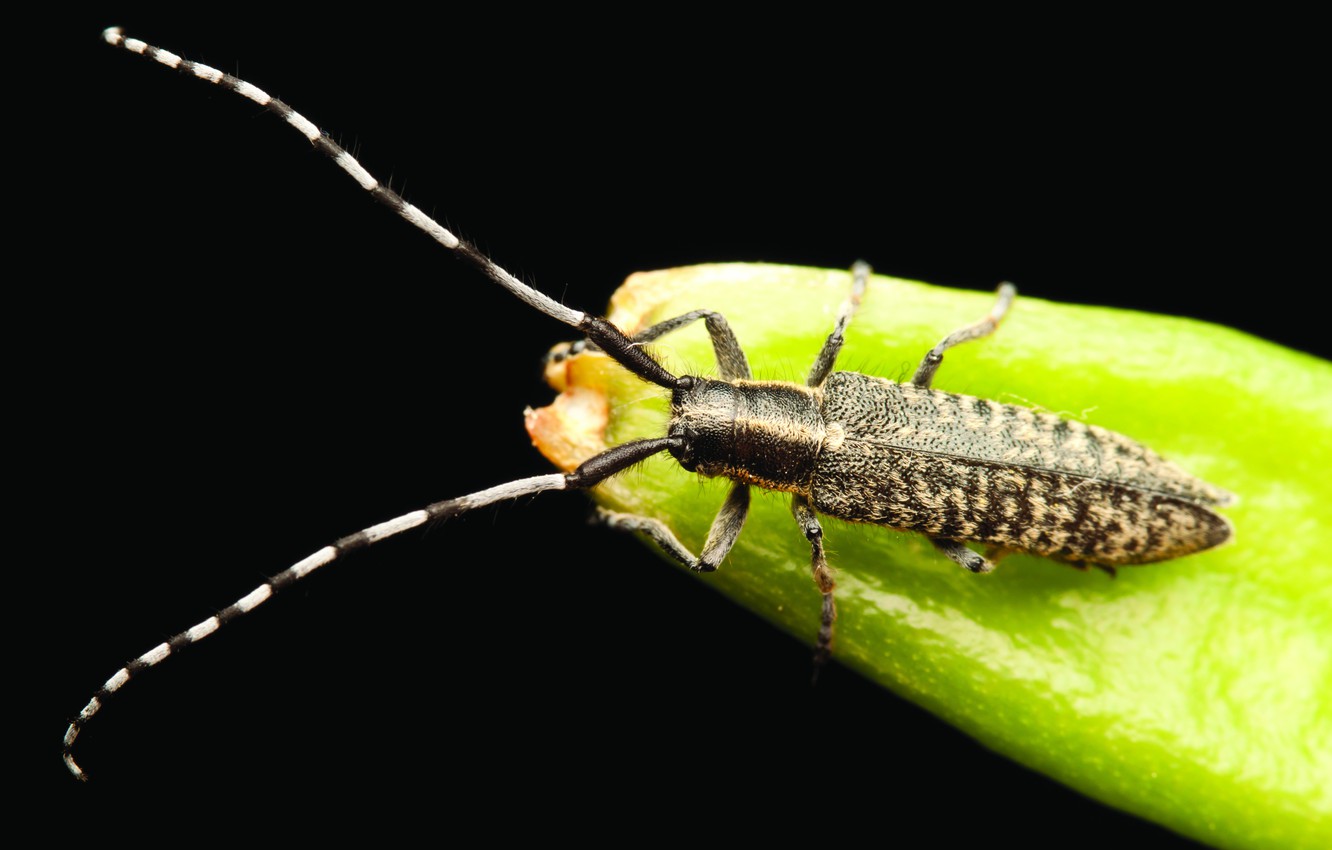 Longhorn Beetle Wallpapers - Wallpaper Cave