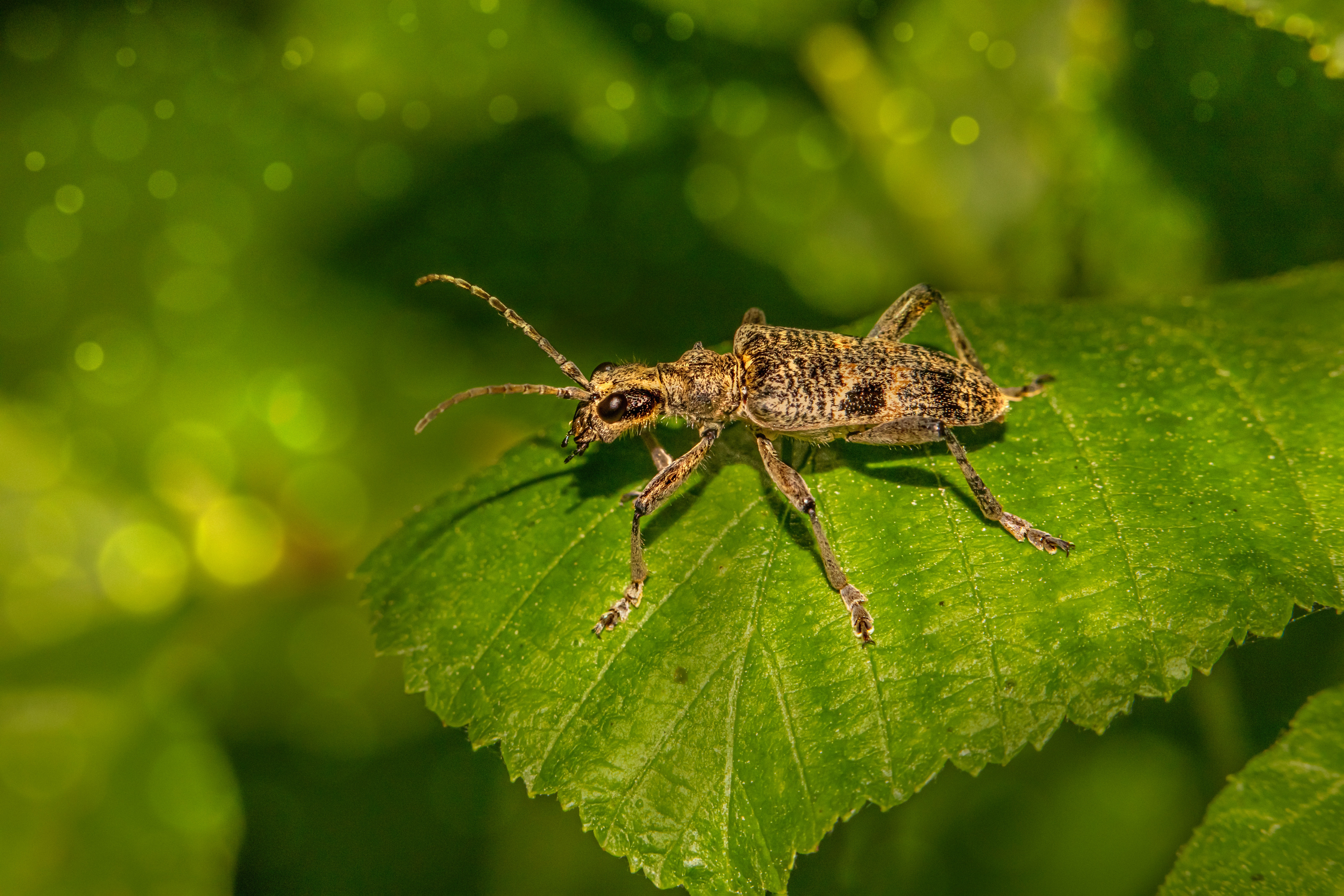 Longhorn Beetle Photo, Download Free Longhorn Beetle & HD Image