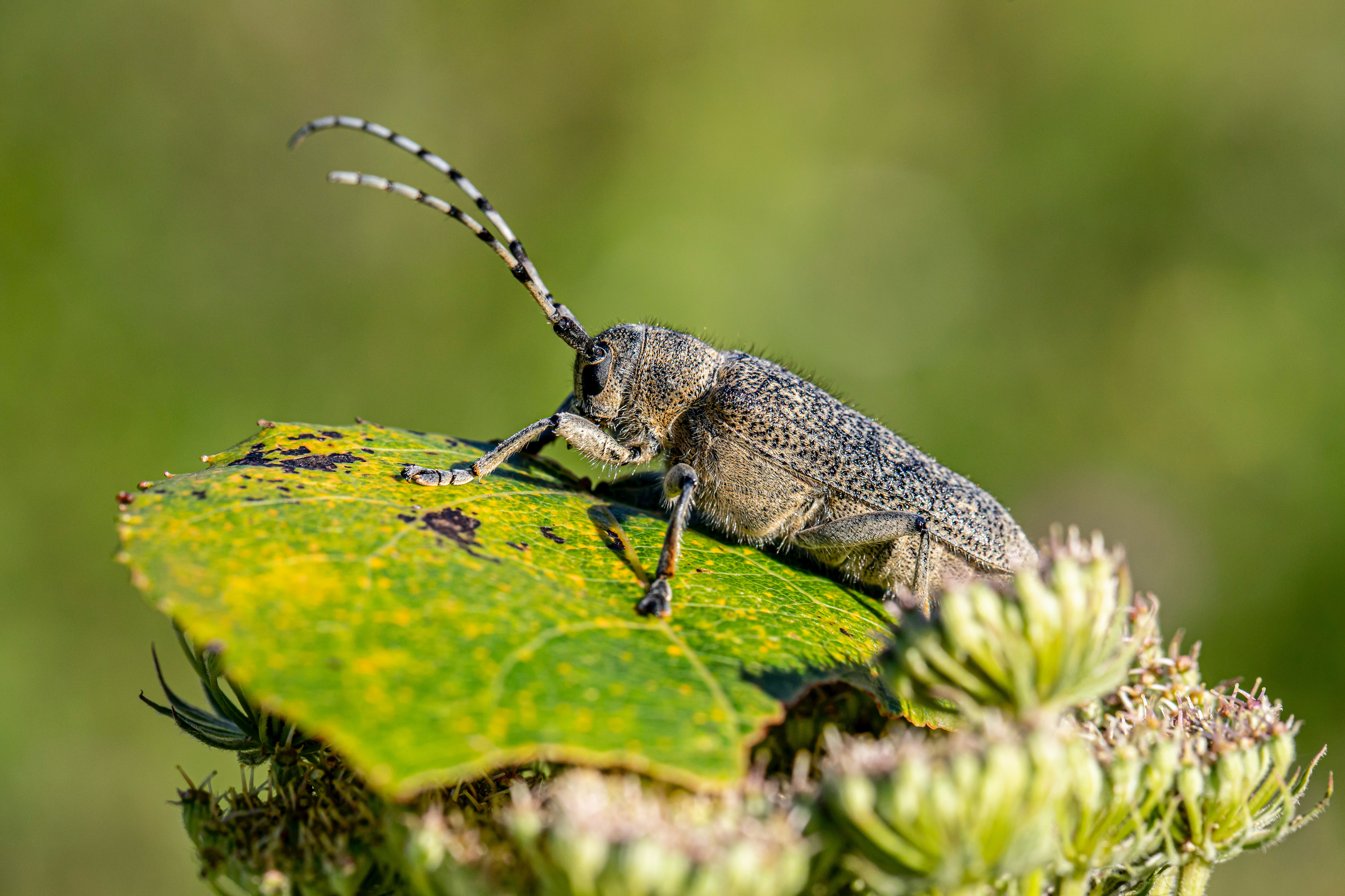 Longhorn Beetle Photo, Download Free Longhorn Beetle & HD Image
