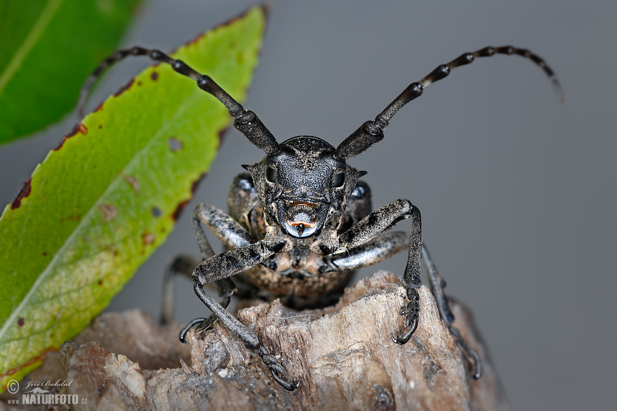 Long Horned Beetle Photo, Long Horned Beetle Image, Nature Wildlife Picture