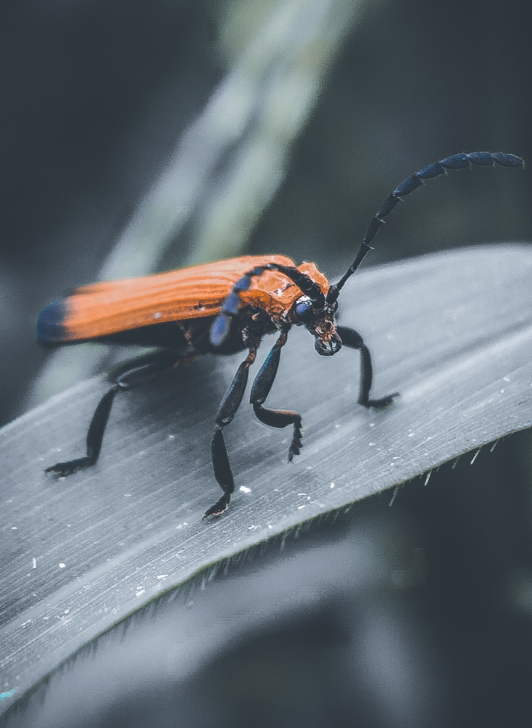 Longhorn Beetle Photo, Download Free Longhorn Beetle & HD Image