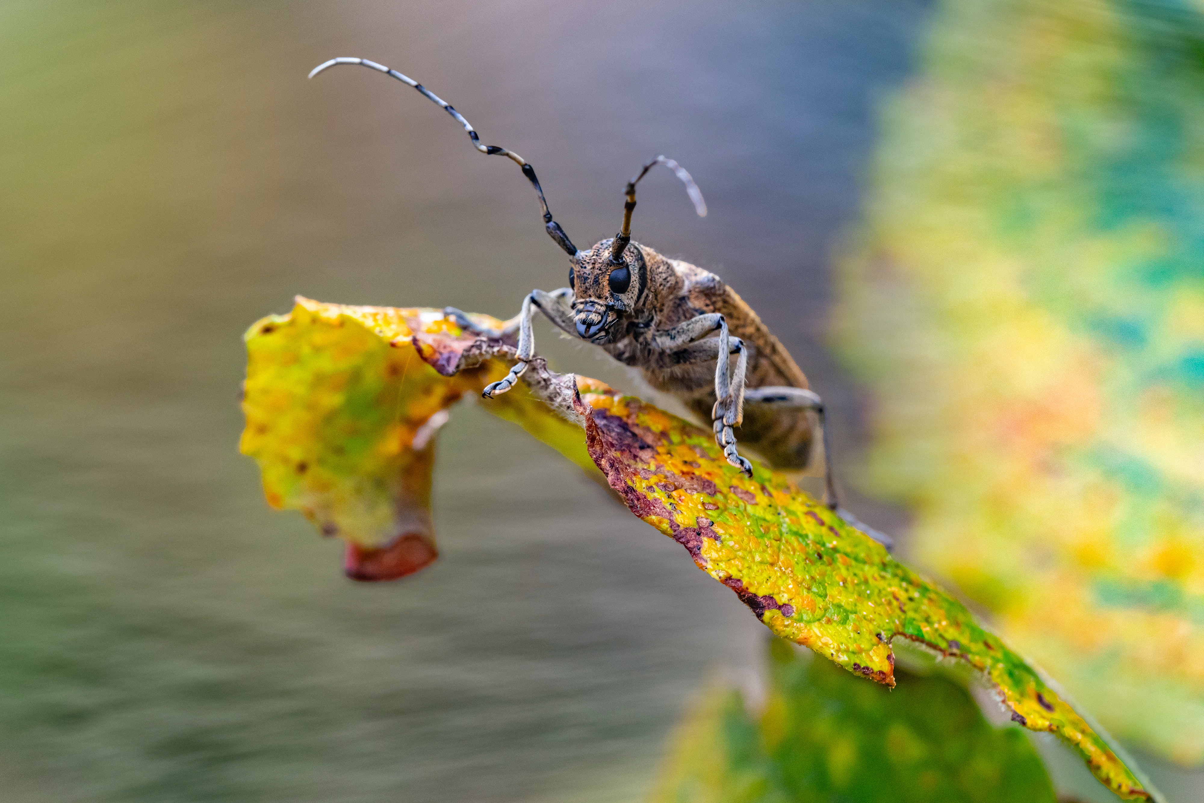 Longhorn Beetle Photo, Download Free Longhorn Beetle & HD Image