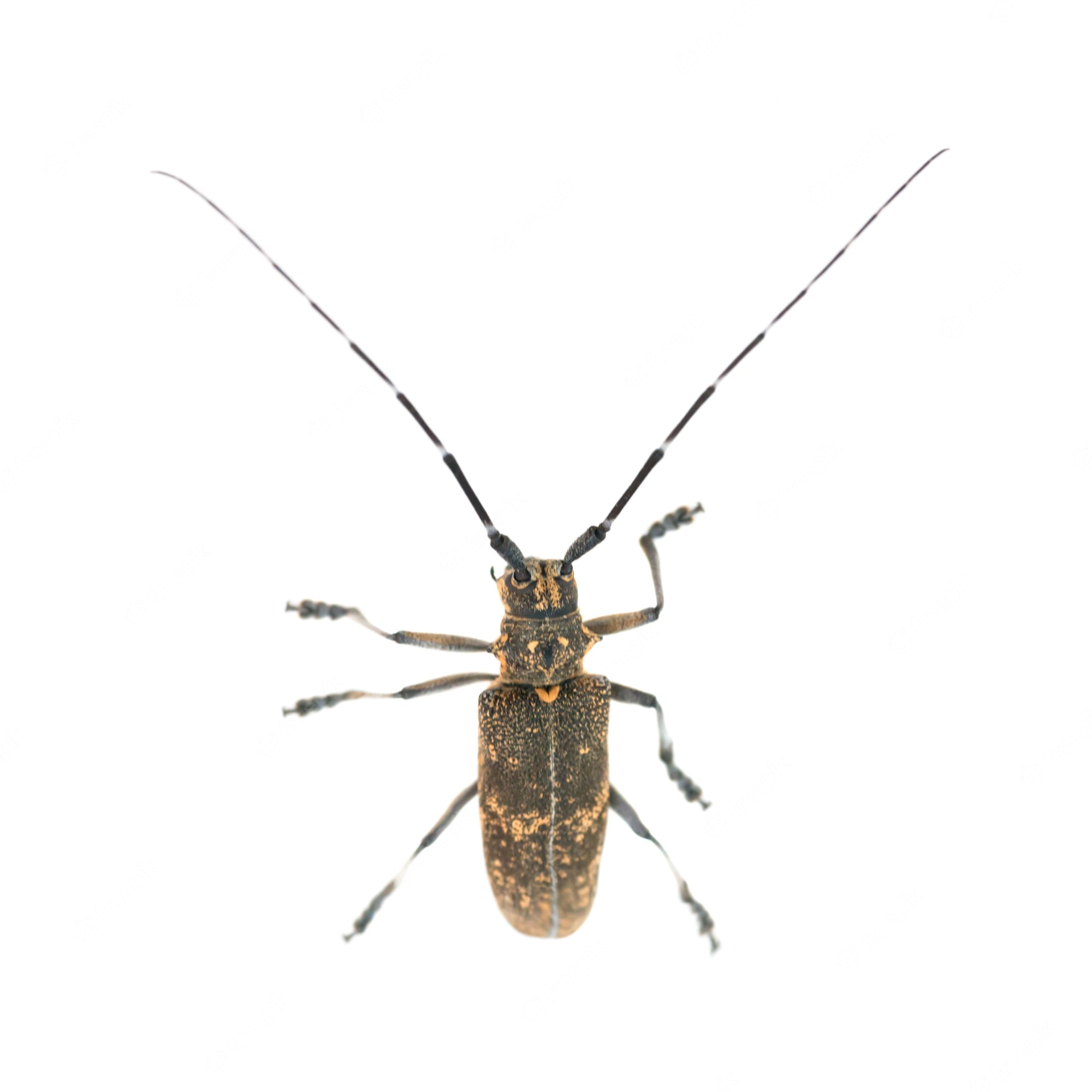 Long horned beetle Image. Free Vectors, & PSD