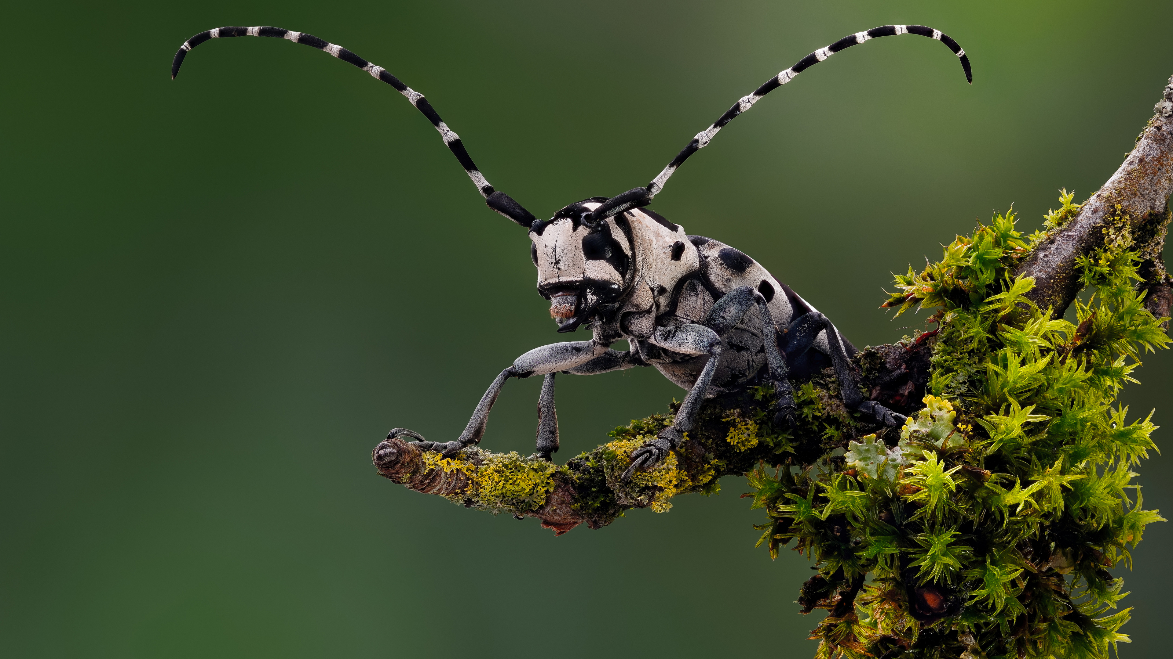 Beetle Insect Macro Branch Moss Nature Depth Of Field Longhorn Beetle Wallpaper:3840x2160