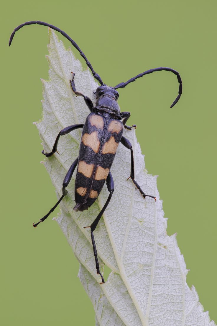 Longhorn Beetle!. Longhorn beetle, Animal photography wildlife, Wildlife photography