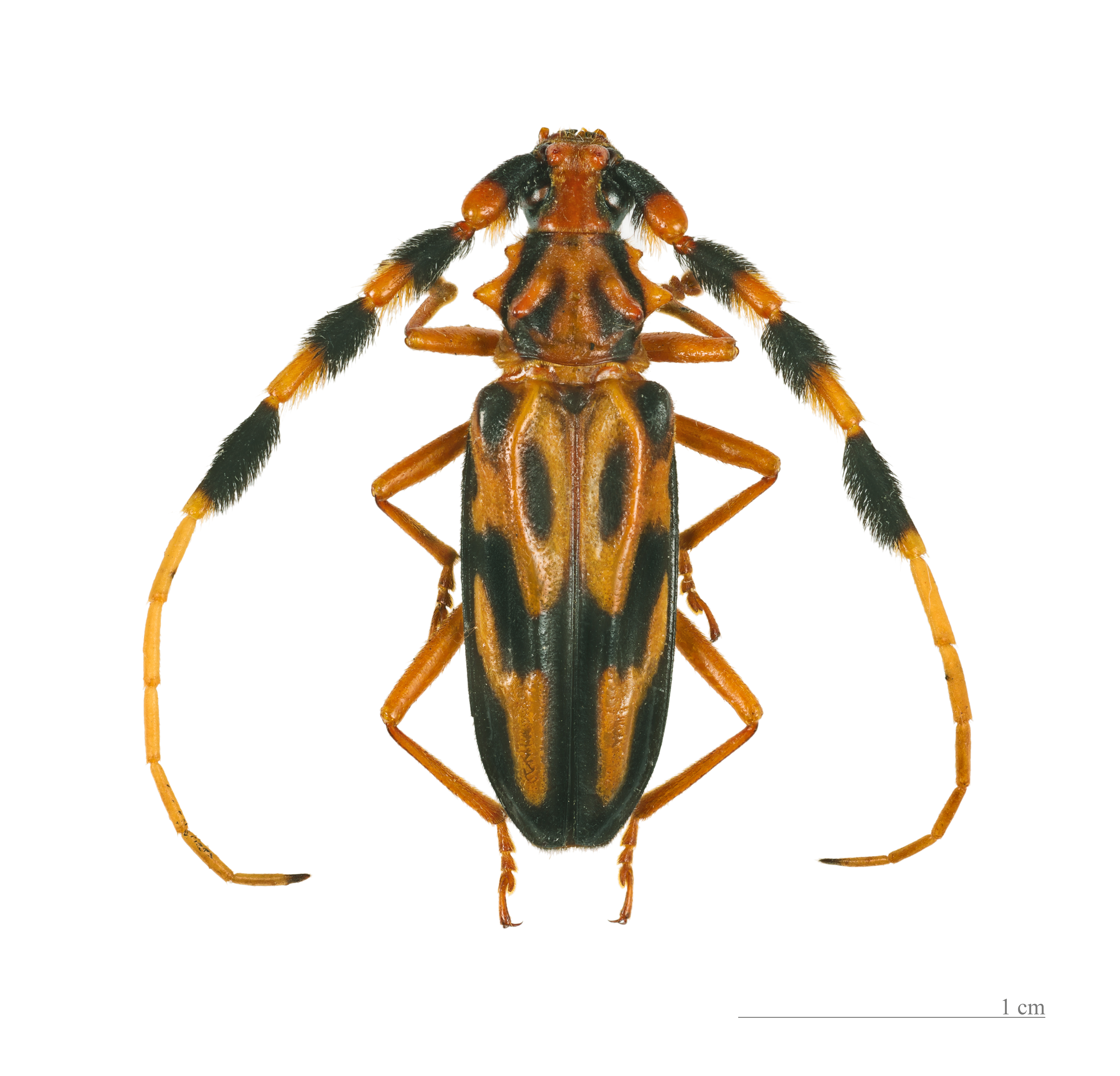 Longhorn beetle