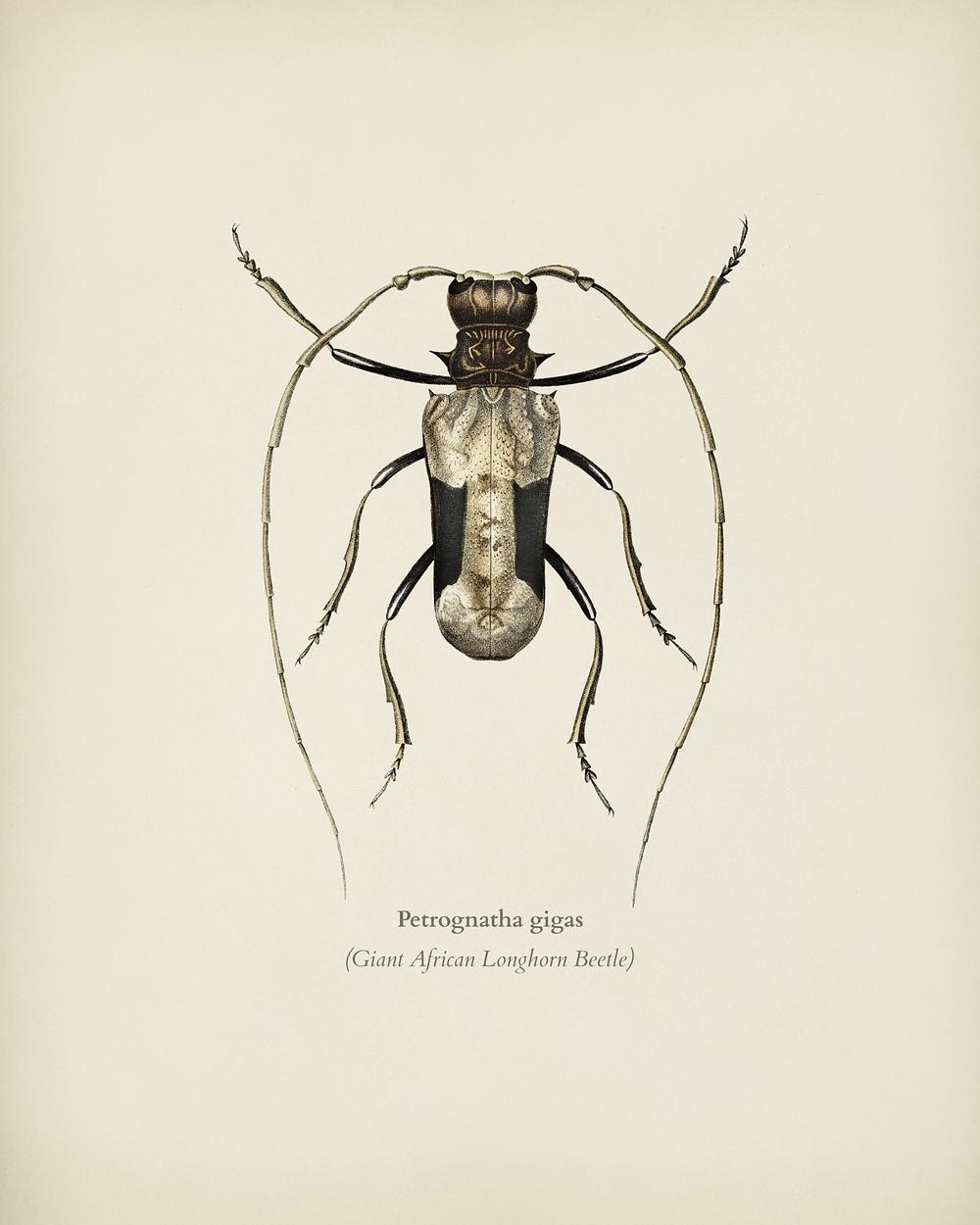 Giant African Longhorn Beetle Image Wallpaper