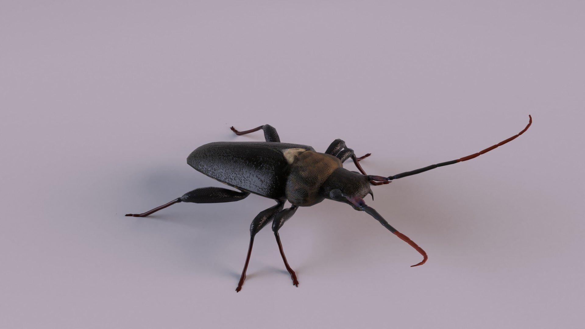 Longhorn Beetle