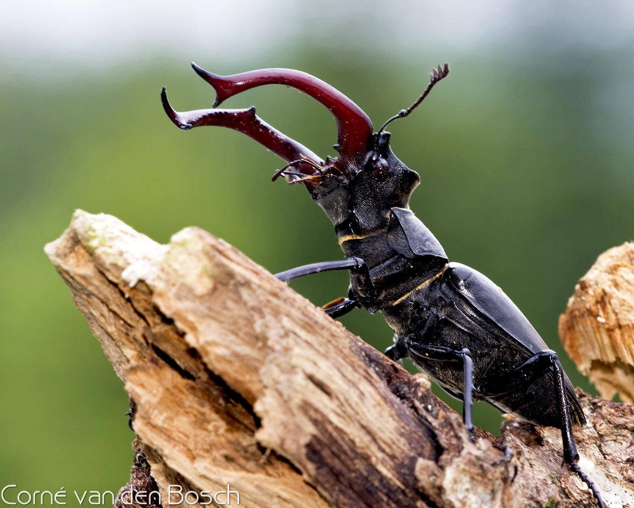Download Insect Stag Beetle Wallpaper
