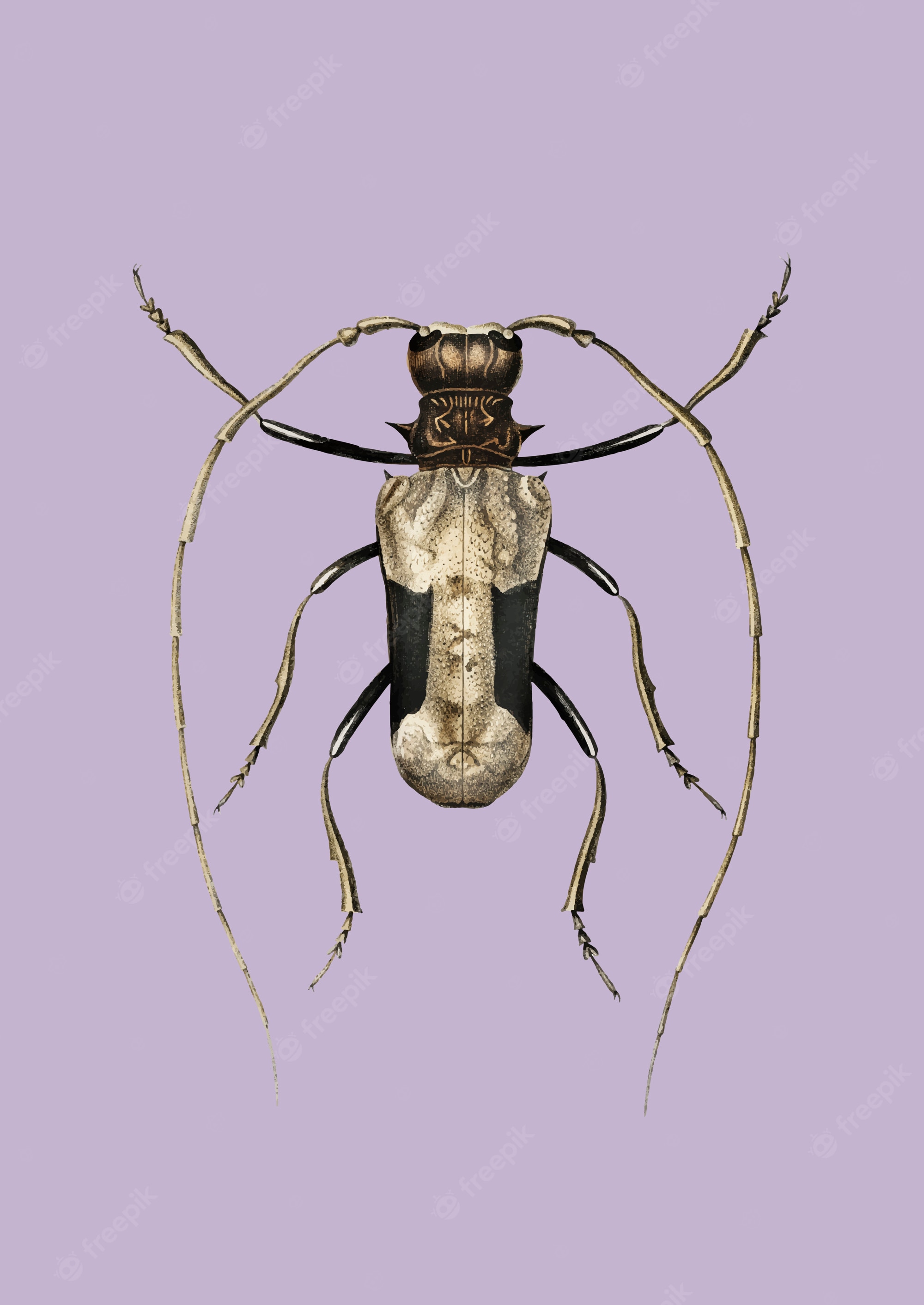 Longhorned beetle Image. Free Vectors, & PSD