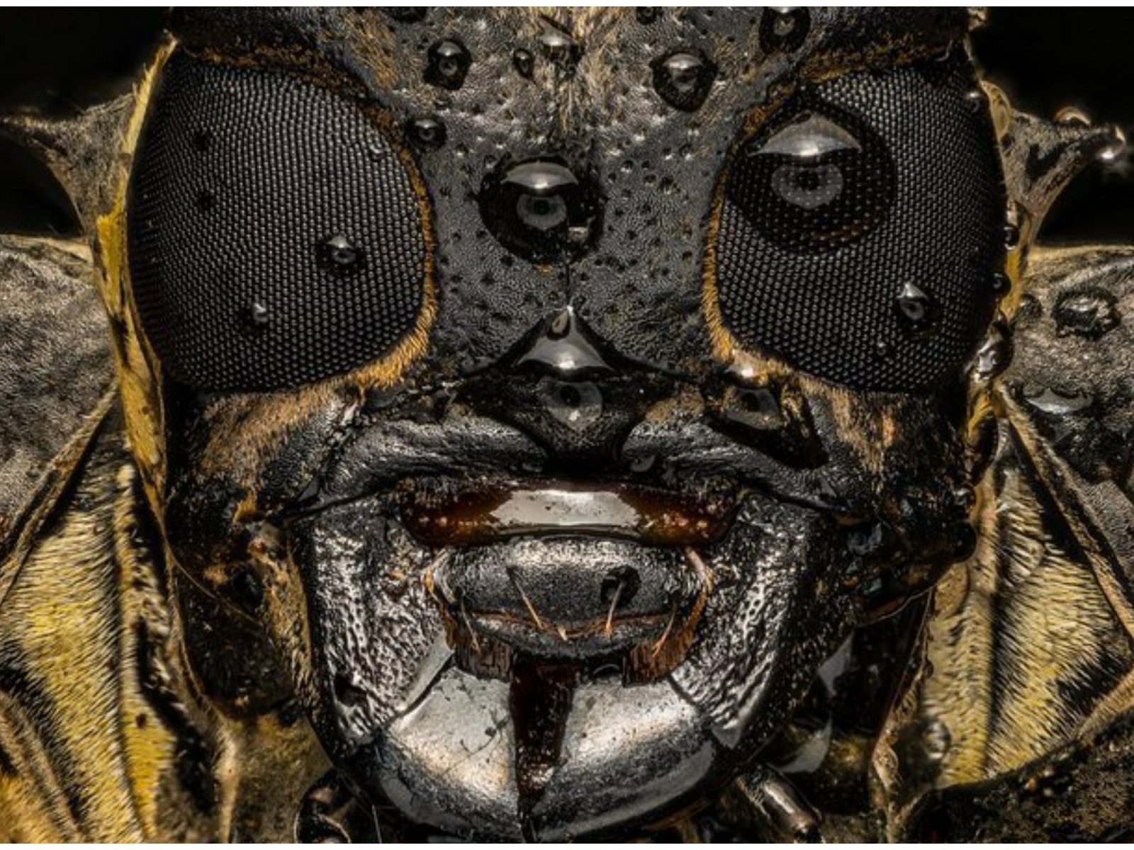 Terrifying Close Up Of Beetle's Face Compared To New Slipknot Member
