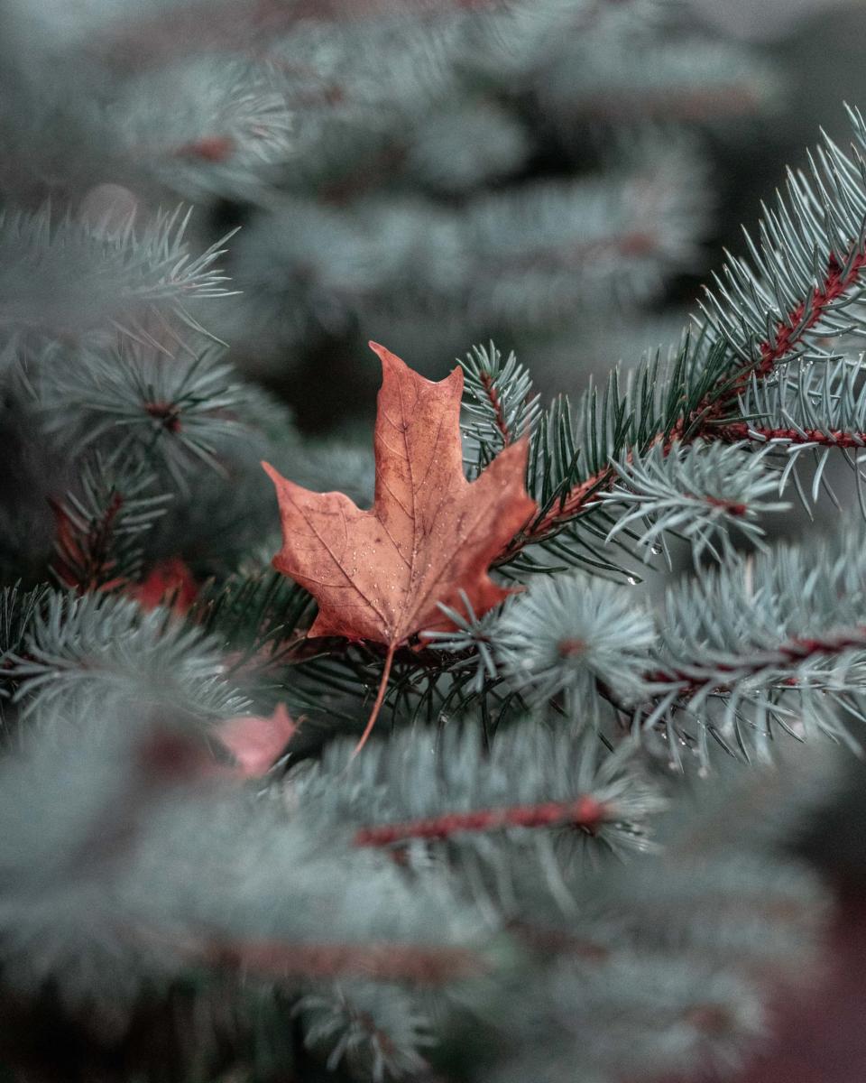 Fall iPhone Wallpaper That'll Instantly Make You Feel Cozy