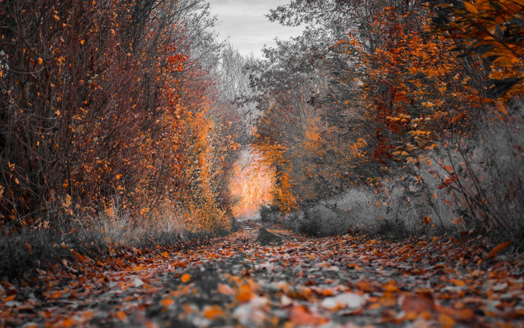 Download wallpaper 1680x1050 autumn, trees, foliage, autumn colors widescreen 16:10 HD background