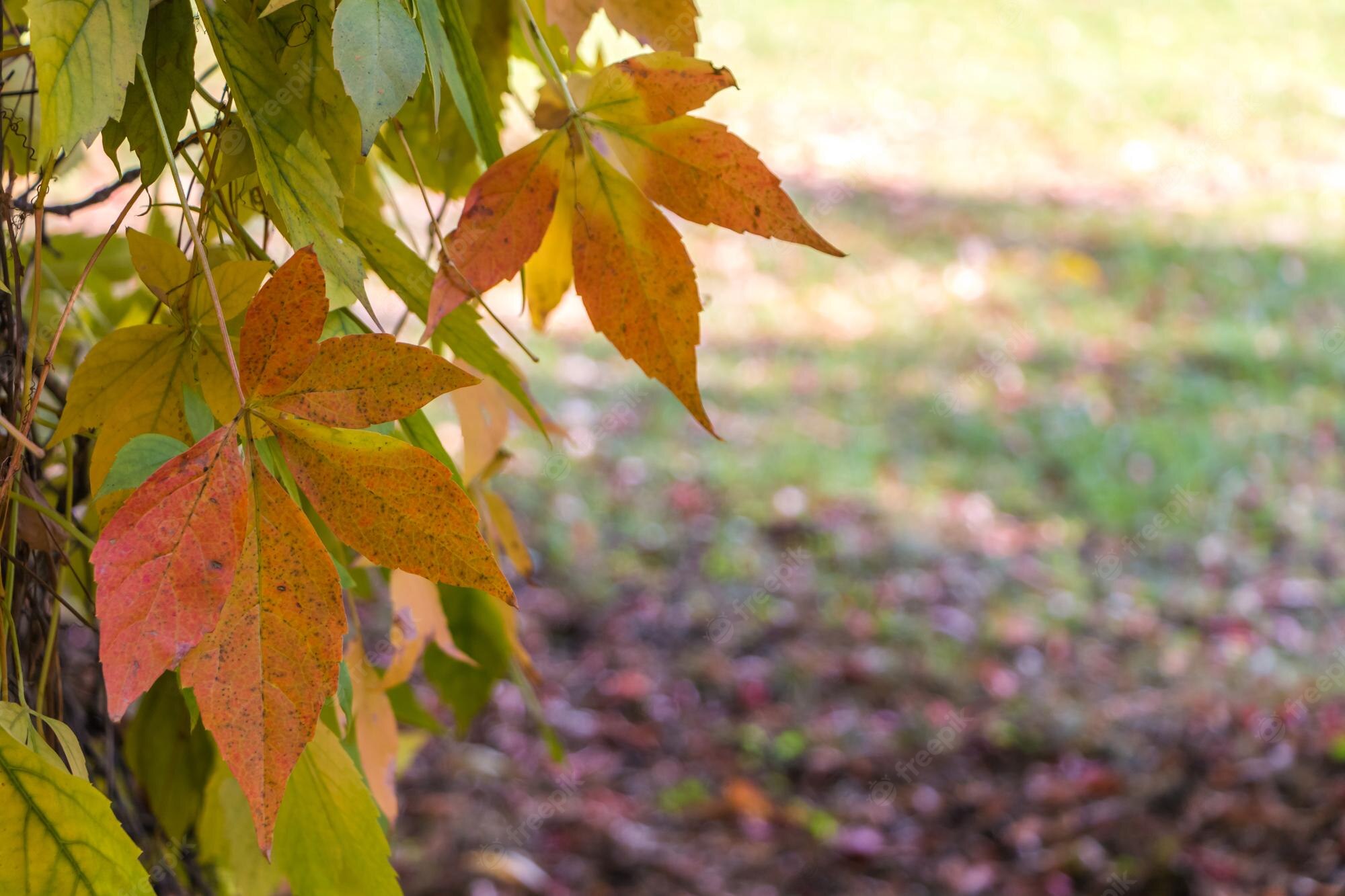 Fall forest wallpaper Image. Free Vectors, & PSD