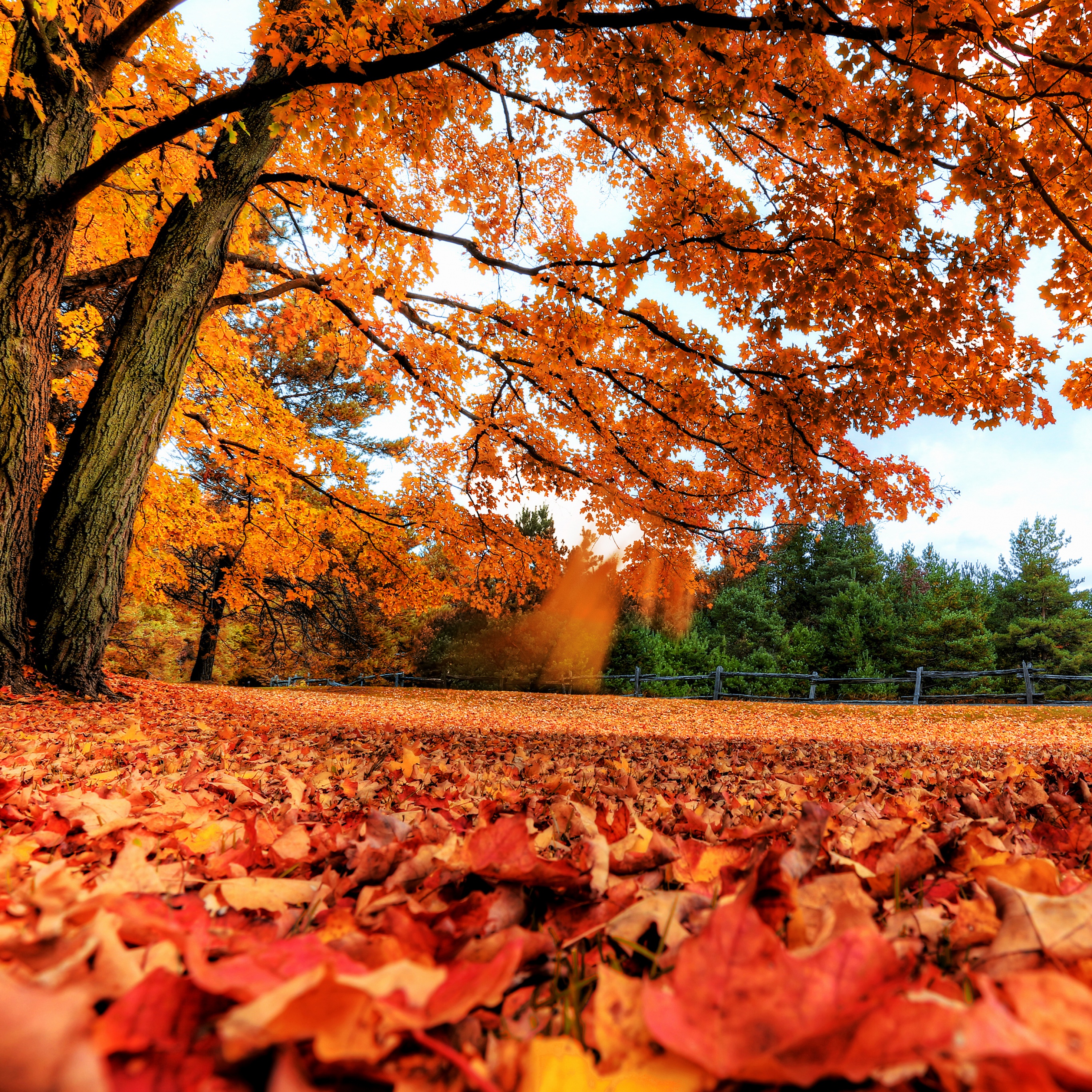 Maple tree Wallpaper 4K, Autumn leaves, Foliage, Fallen Leaves, Landscape, Nature