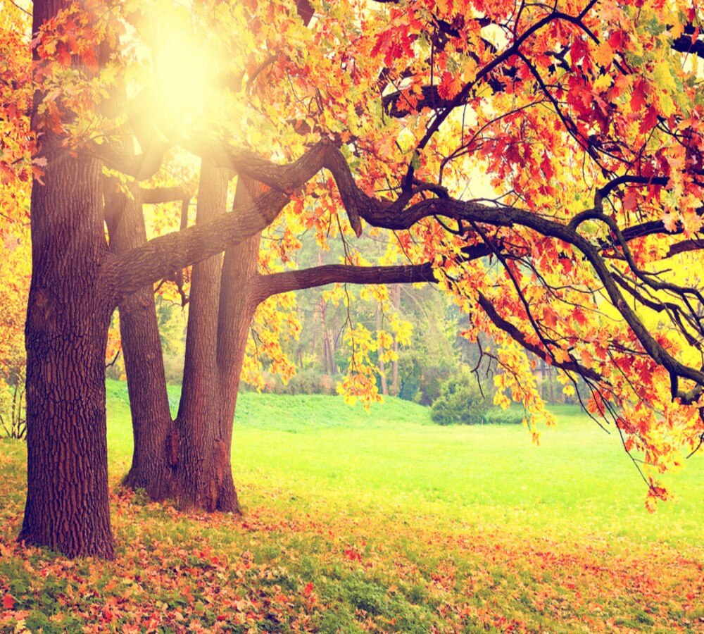 Dropship Colomac Gold Wallpaper Love in Golden Autumn Rich Tree Living Room Wall Paper Mural Wallpaper Bedroom Papel Para Pared. Wallpaper