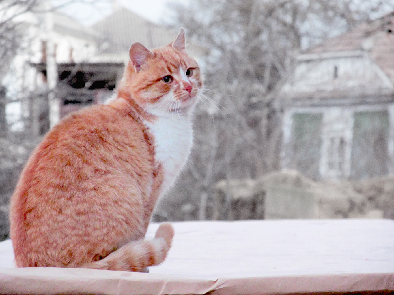Photo cat Winter red orange Snow Animals
