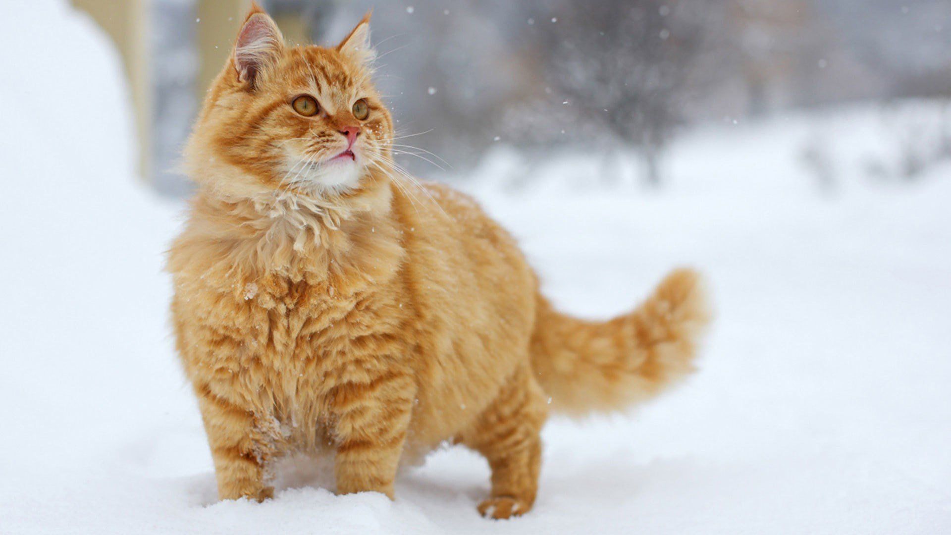 Cats in Snow Wallpaper
