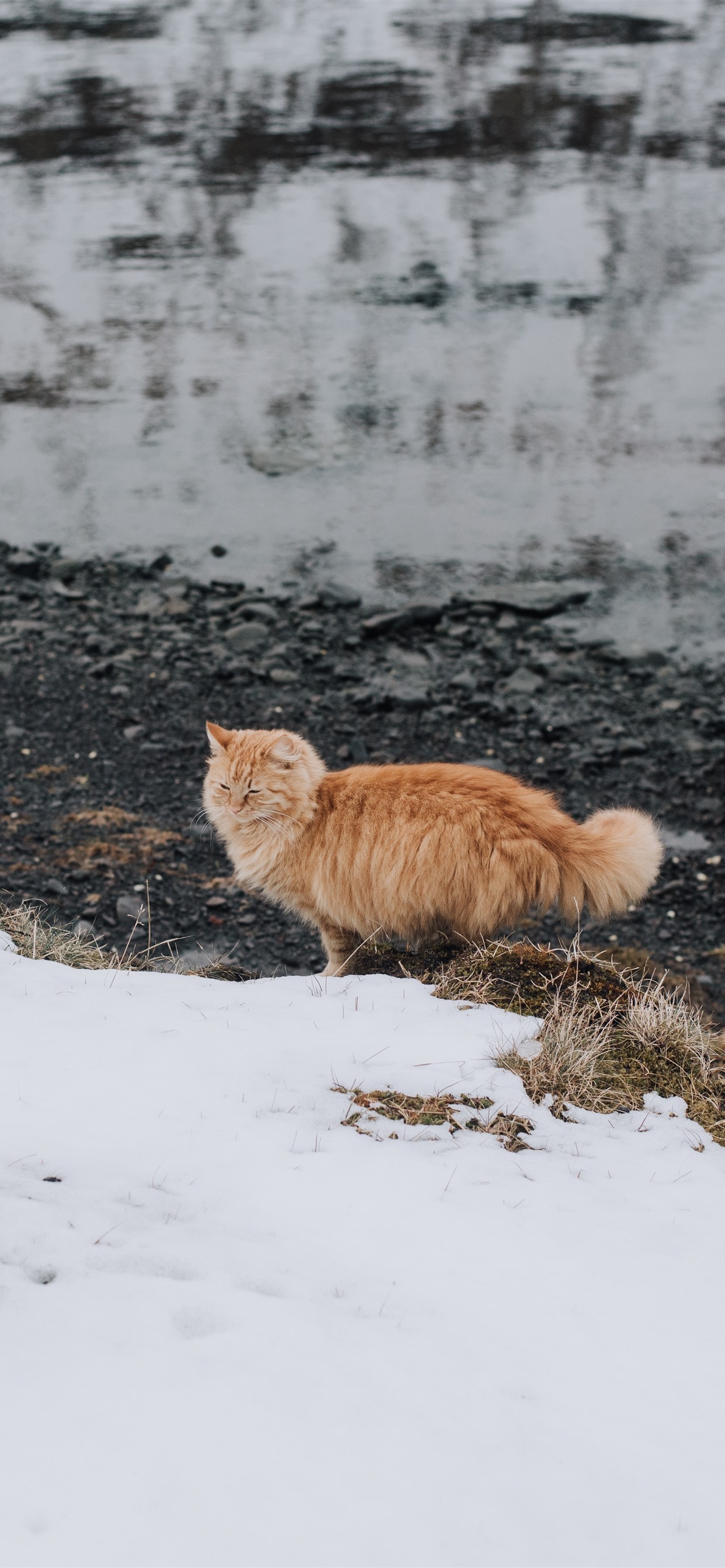 Orange cat, snow, winter 1242x2688