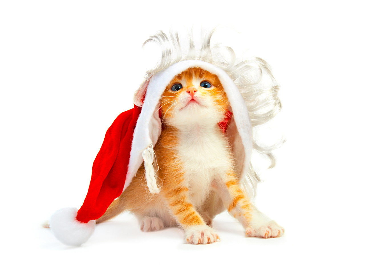 image Kittens cat Christmas red orange Winter hat animal