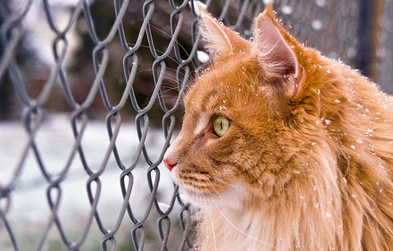 Orange Maine Coon Wallpaper