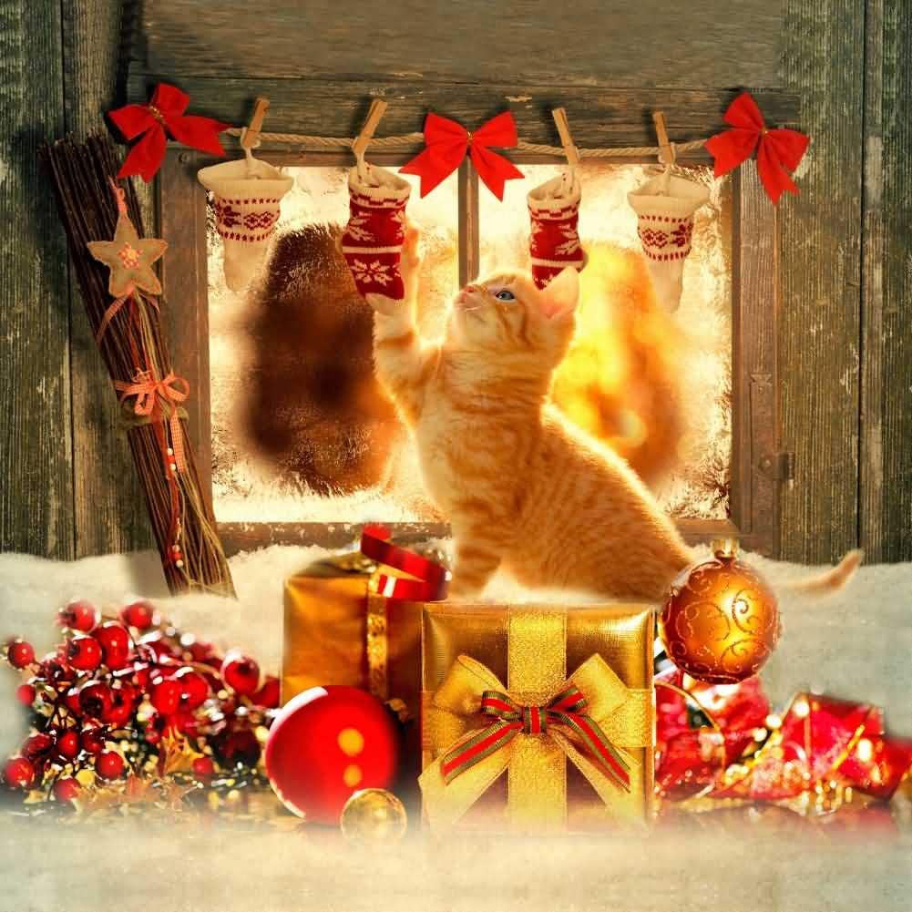 Winter Cats Orange Wallpapers - Wallpaper Cave