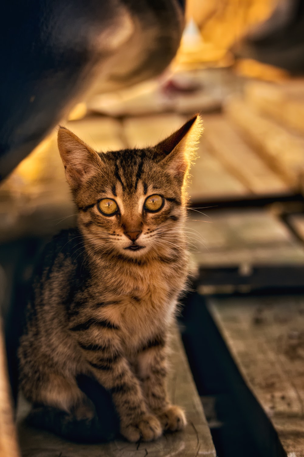 brown tabby kitten on wooden surface photo