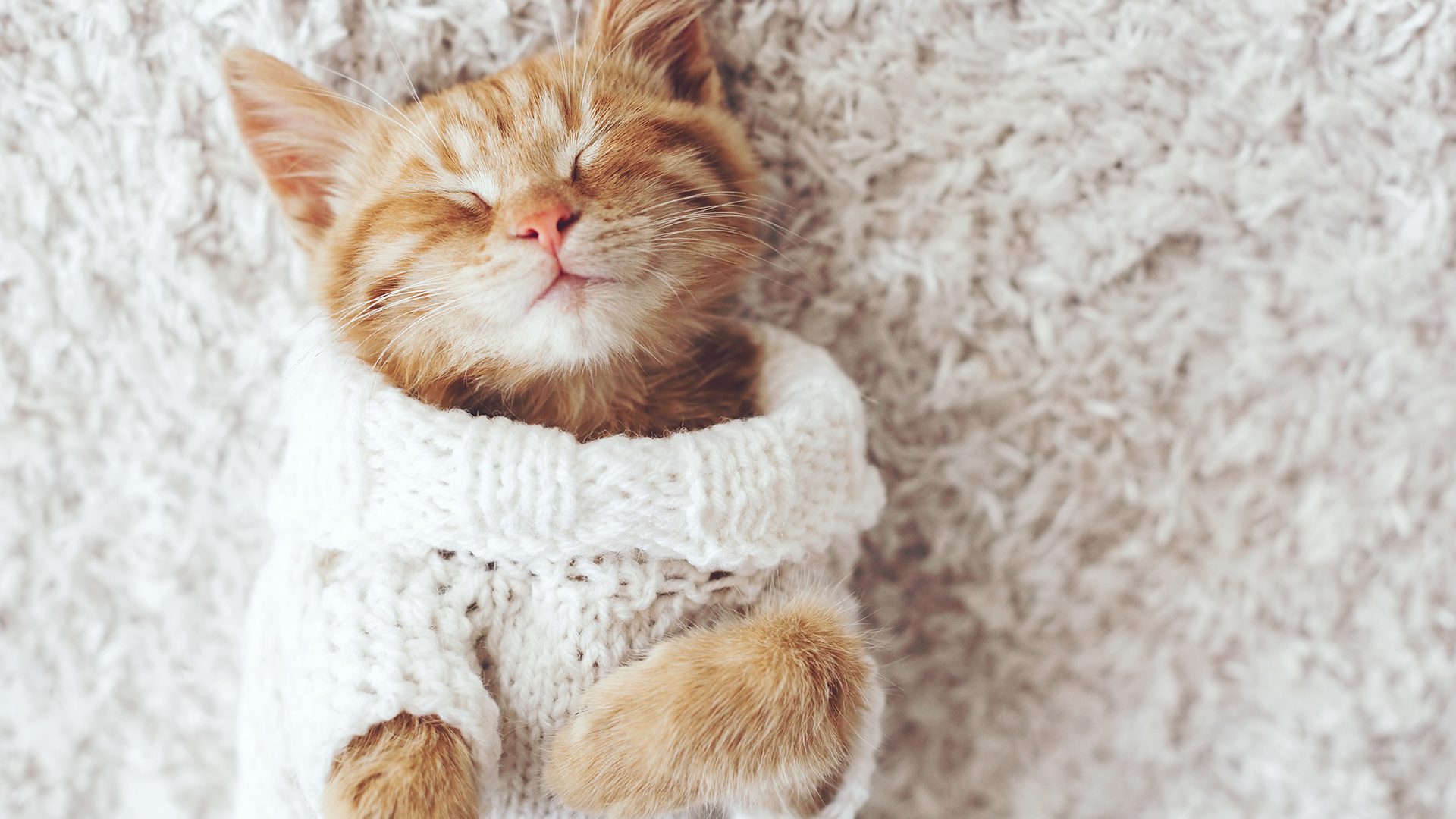 Paws for thought on International Cat Day