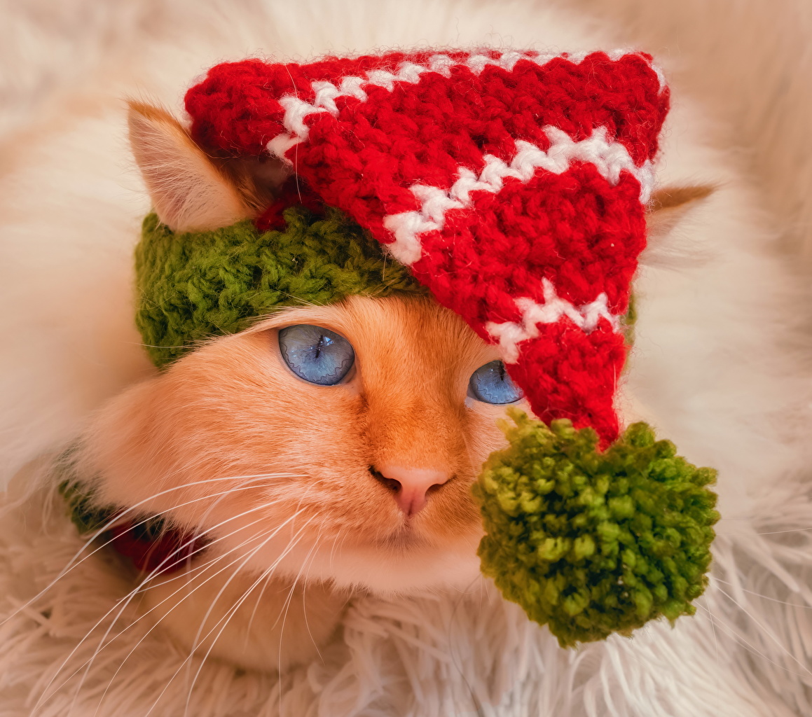 Image cat red orange Winter hat Snout Animals