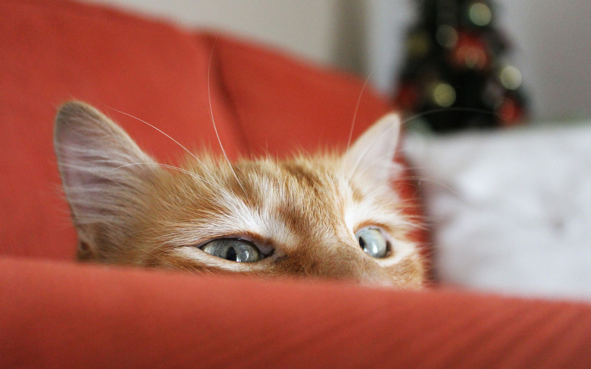 Pet Friendly Upholstery Fabrics. Cats, Sneaky cat, Pets cats